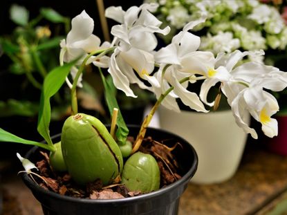 A Pseudobulb In A Potted Orchid Plant