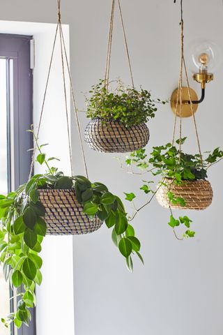 hanging ceiling plants in wickers baskets by Ivyline