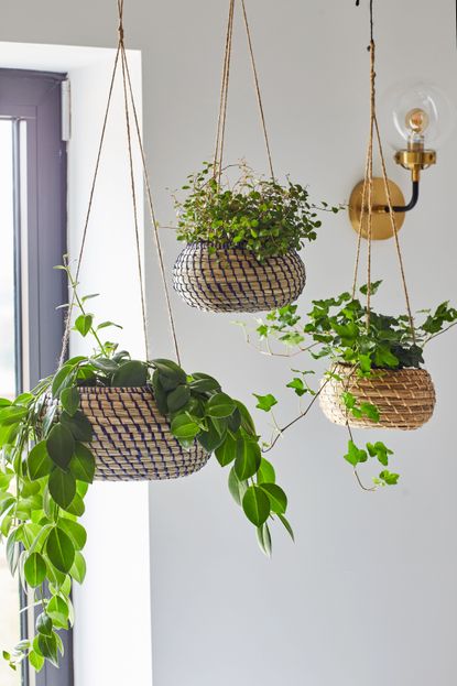 How to hang plants from the ceiling safely | Livingetc