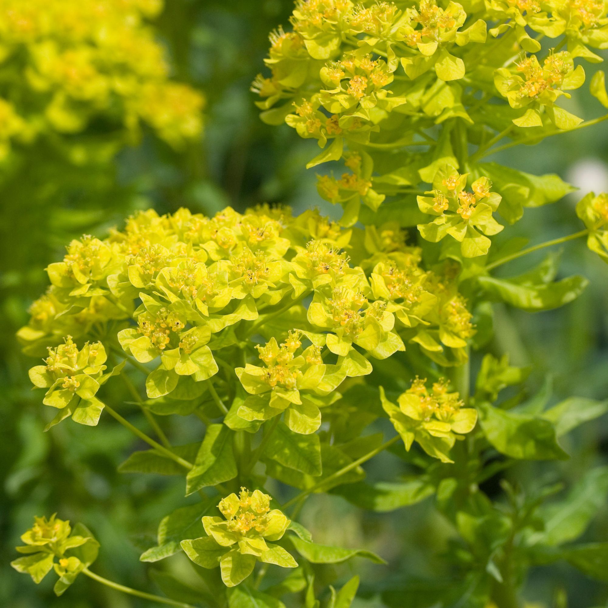 yellow euphorbia plants in garden border
