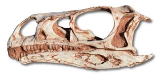 One of the two well-preserved skulls of the newly identified sauropodomorph dinosaur Macrocollum itaquii.