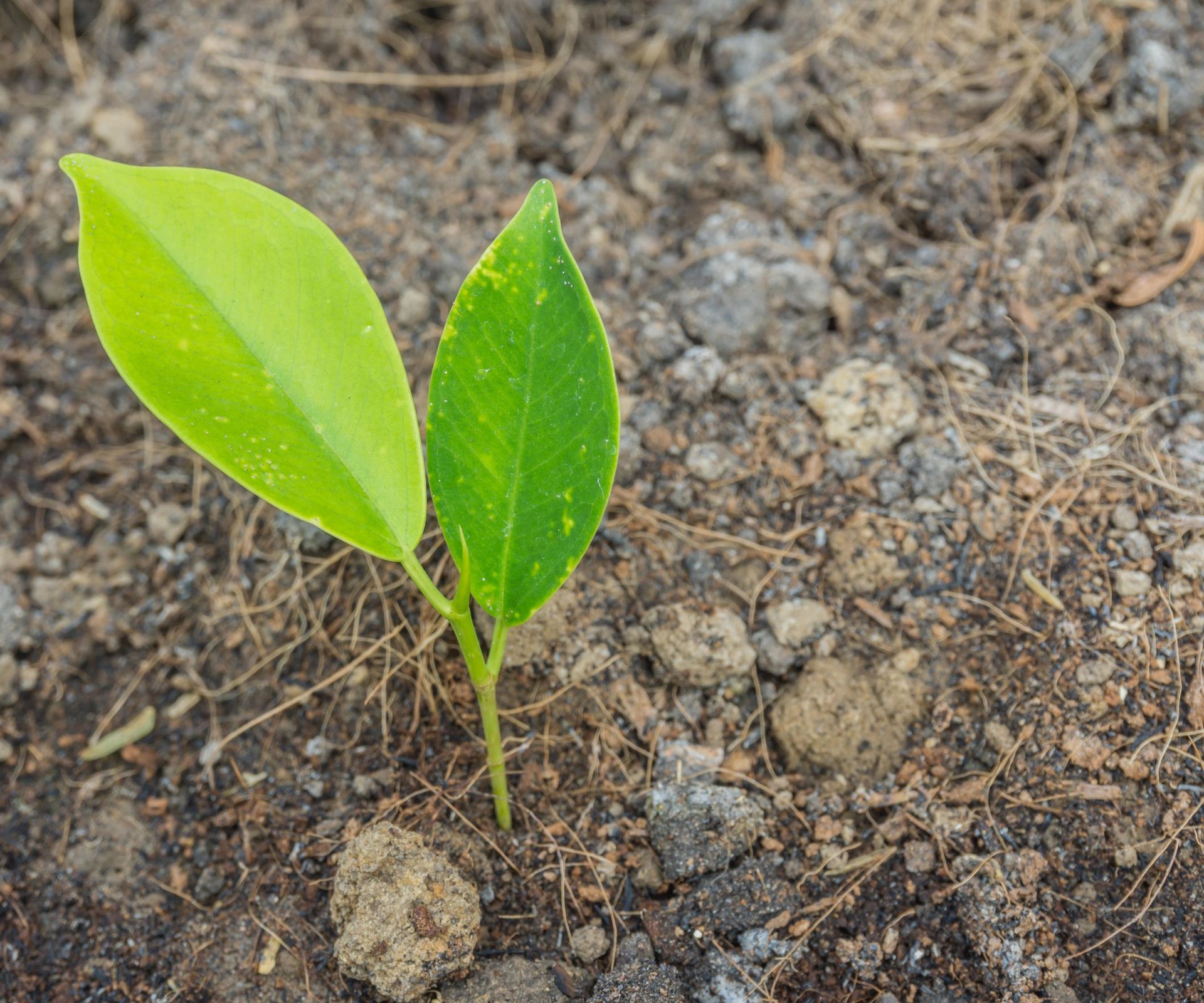 نبات صغير على الأرض