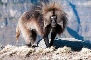 gelada baboon in the wild