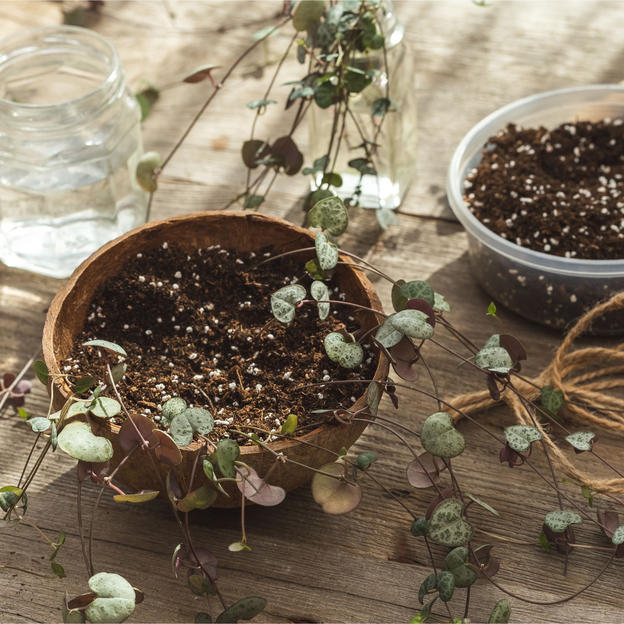 String of hearts houseplant propagation