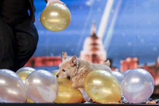 Cally The Wonderdog pops balloons (Tom Dymond/Syco/Thames TV)