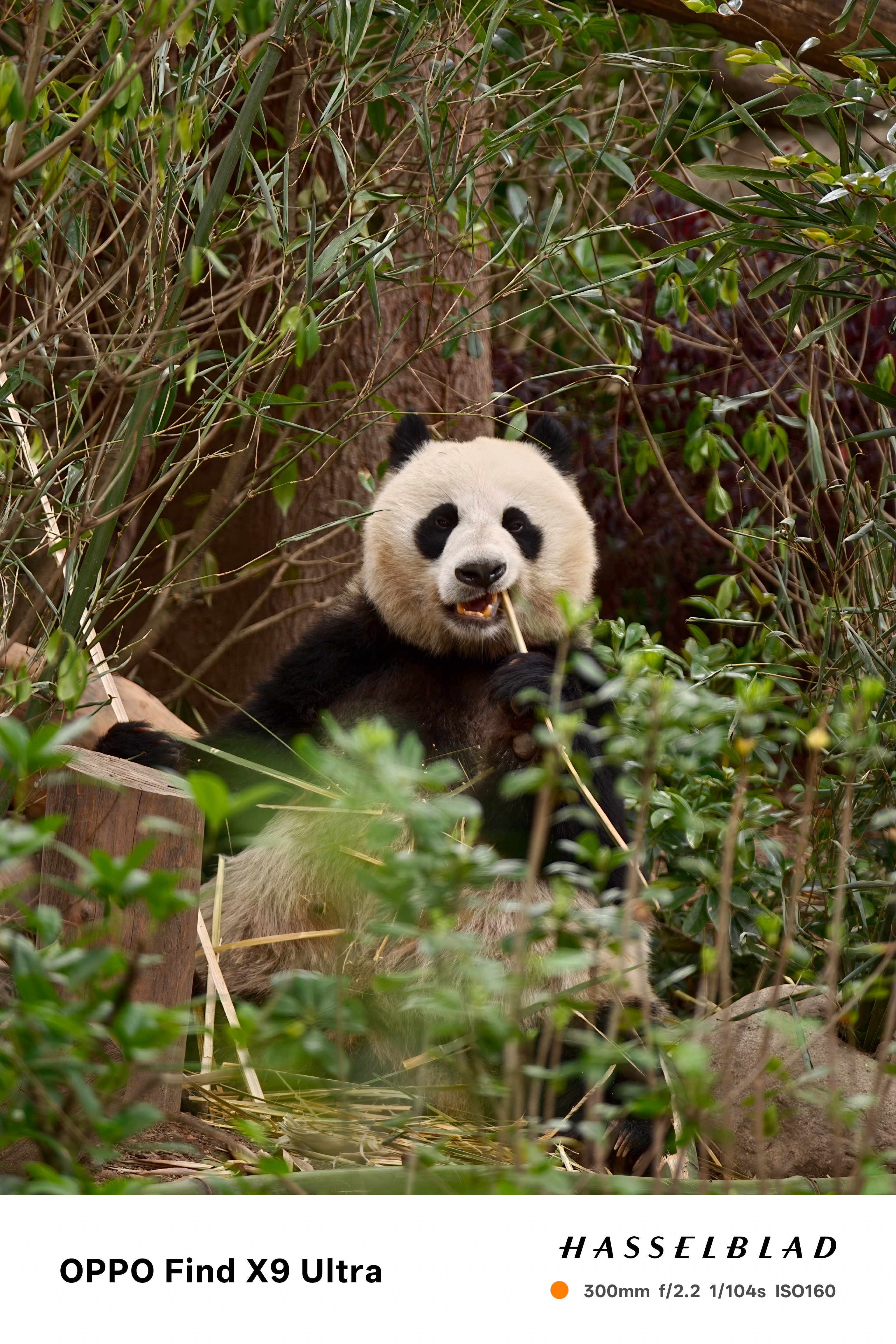 Giant panda sitting among bamboo and foliage, chewing on a stalk in a leafy enclosure