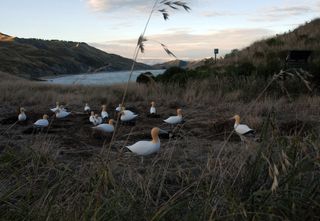 Fake flock of decoy Northern Gannets