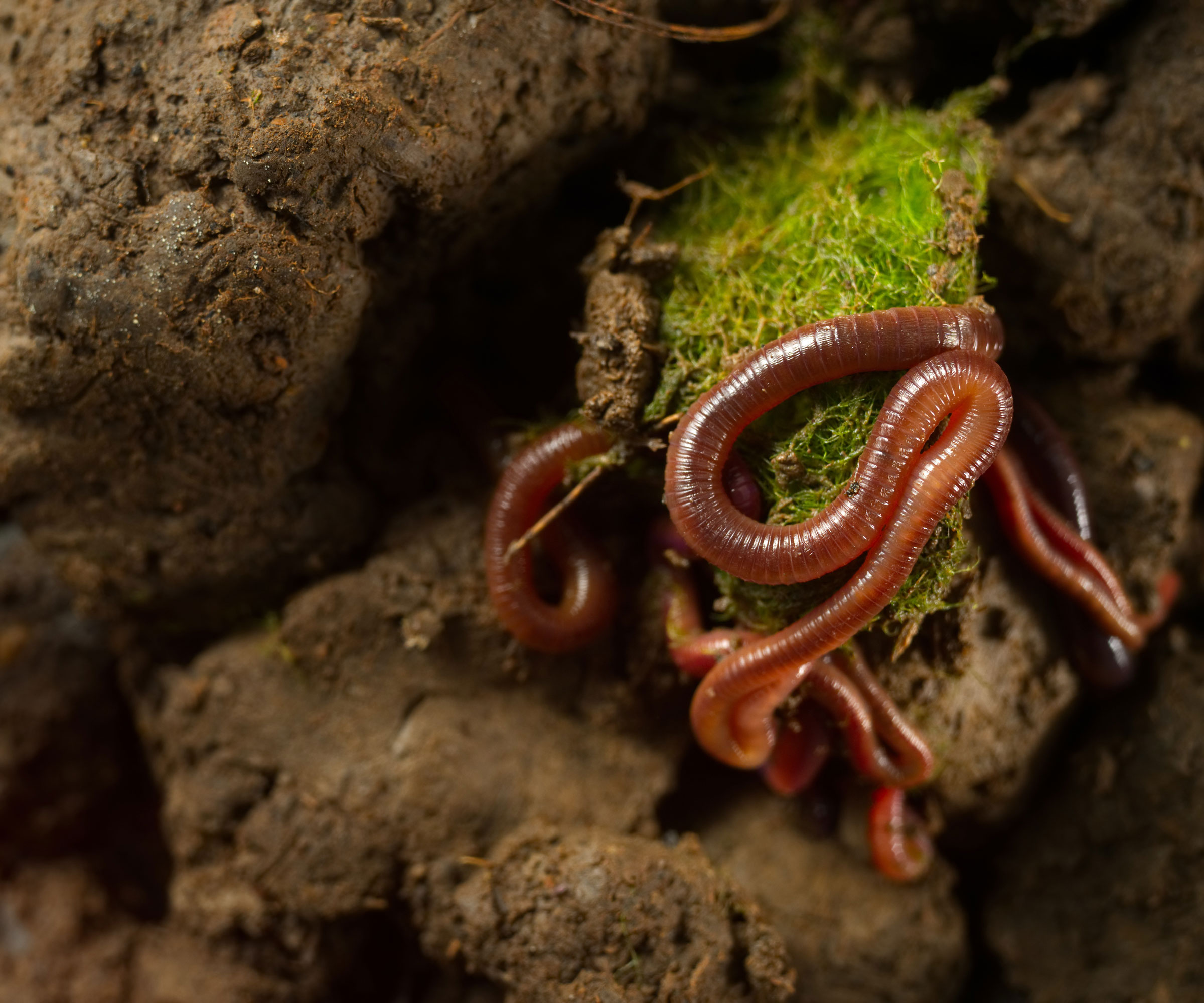 earthworms wriggling on surface of garden soil
