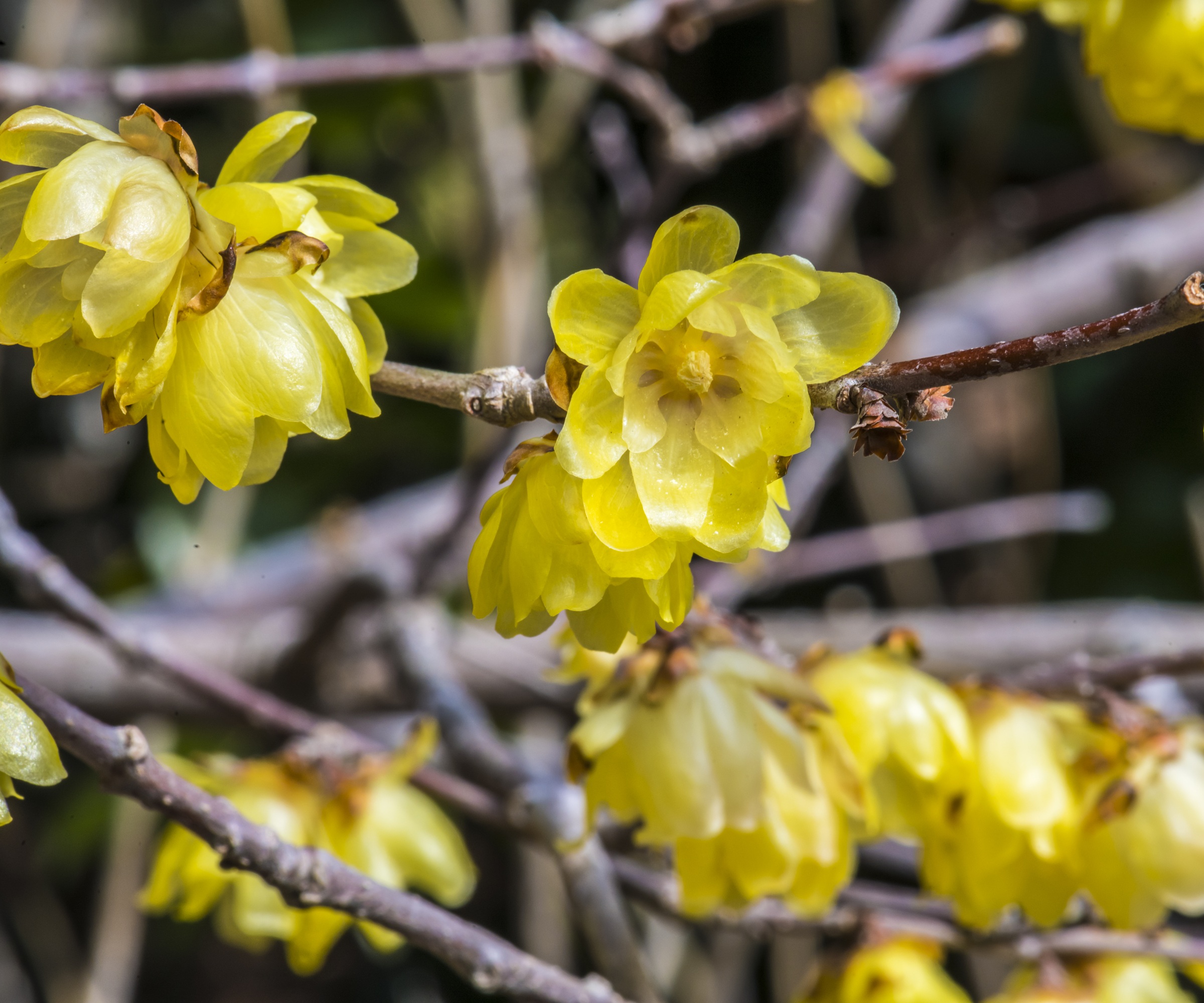 Chimonanthus praecox, Winter Sweet