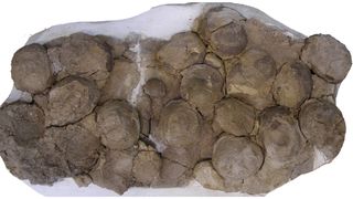 A nest of 192 million-year-old fossilized eggs from the sauropodomorph dinosaur Mussaurus patagonicus found in southern Patagonia, Argentina.