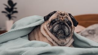 Pug lying under blanket