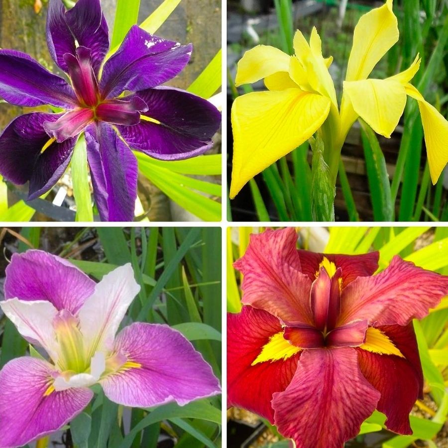 A selection of pond plants