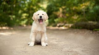 Labrador puppy sitting on woodland path