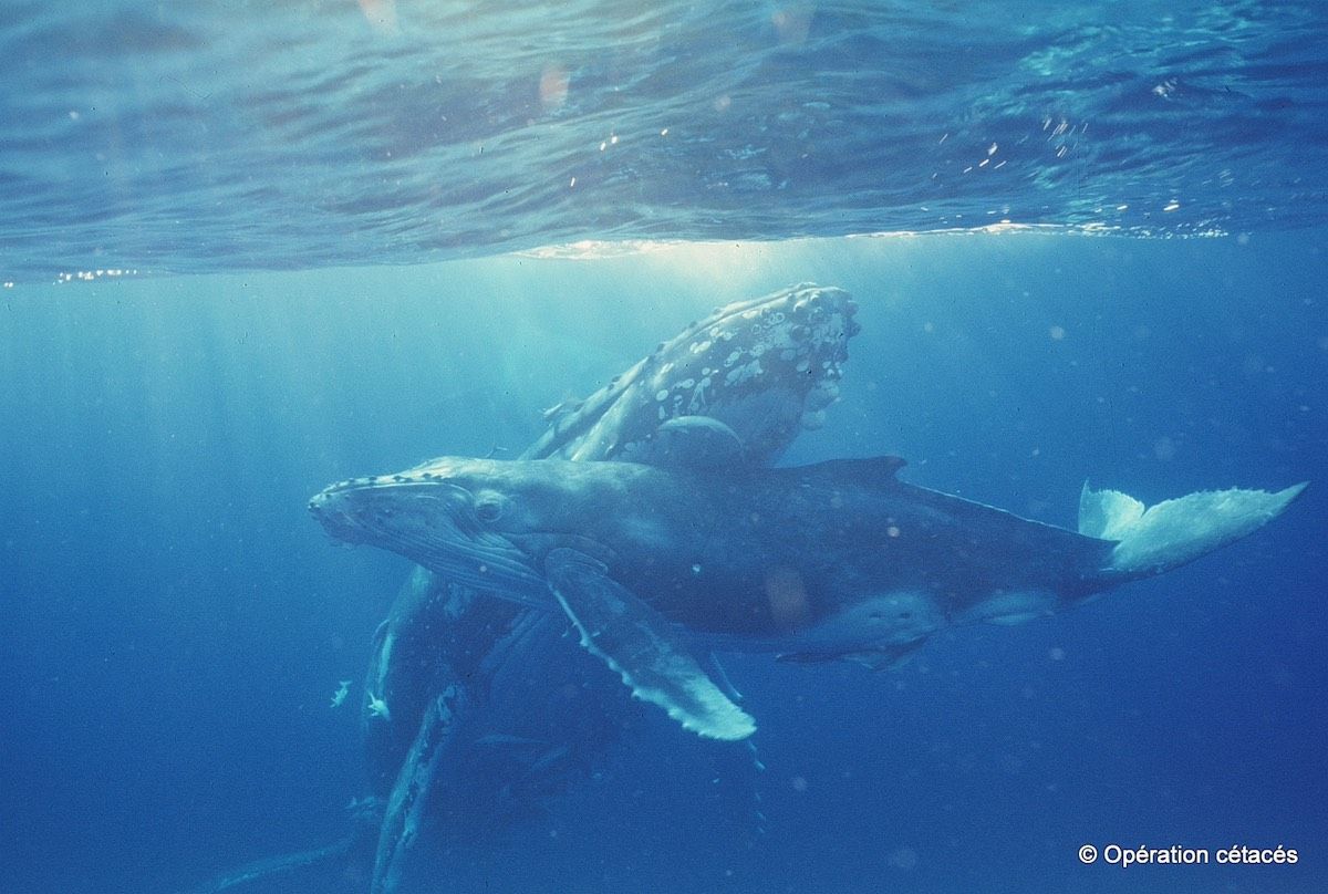 A mother humpback whale and her calf swim on the Antigonia seamount located near the New Caledonian islands in the South Pacific Ocean.