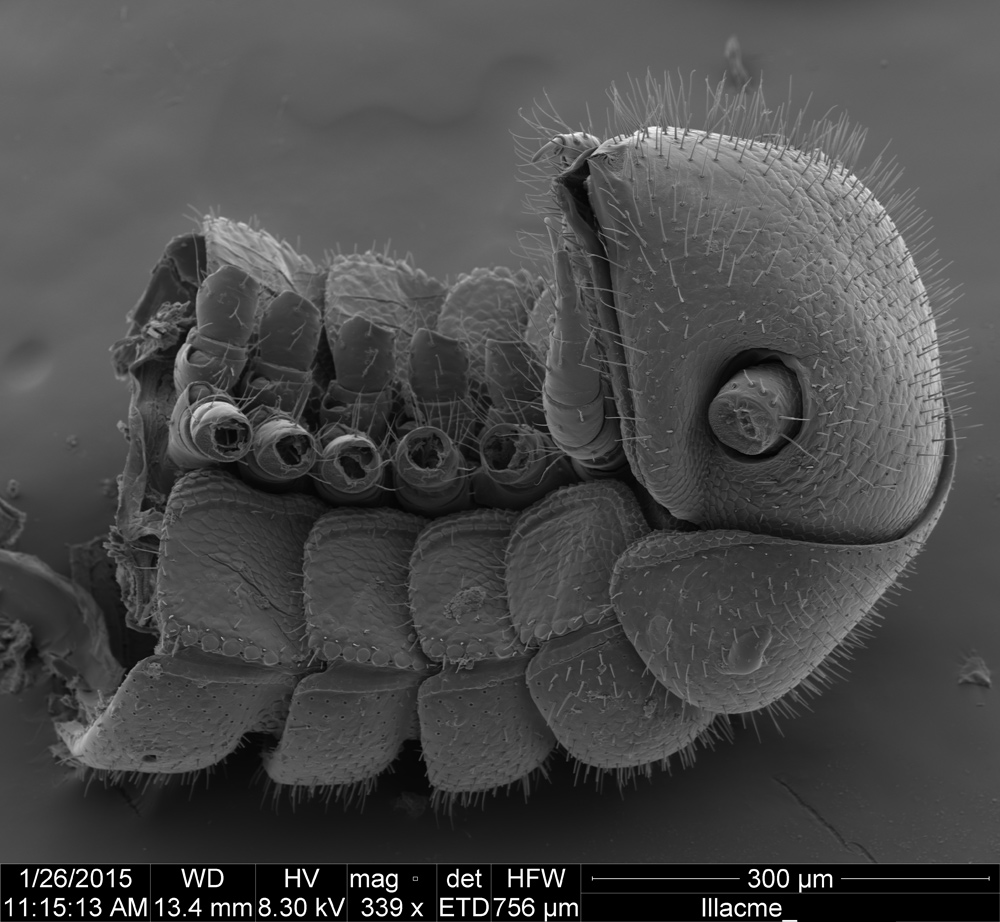 brand new millipede