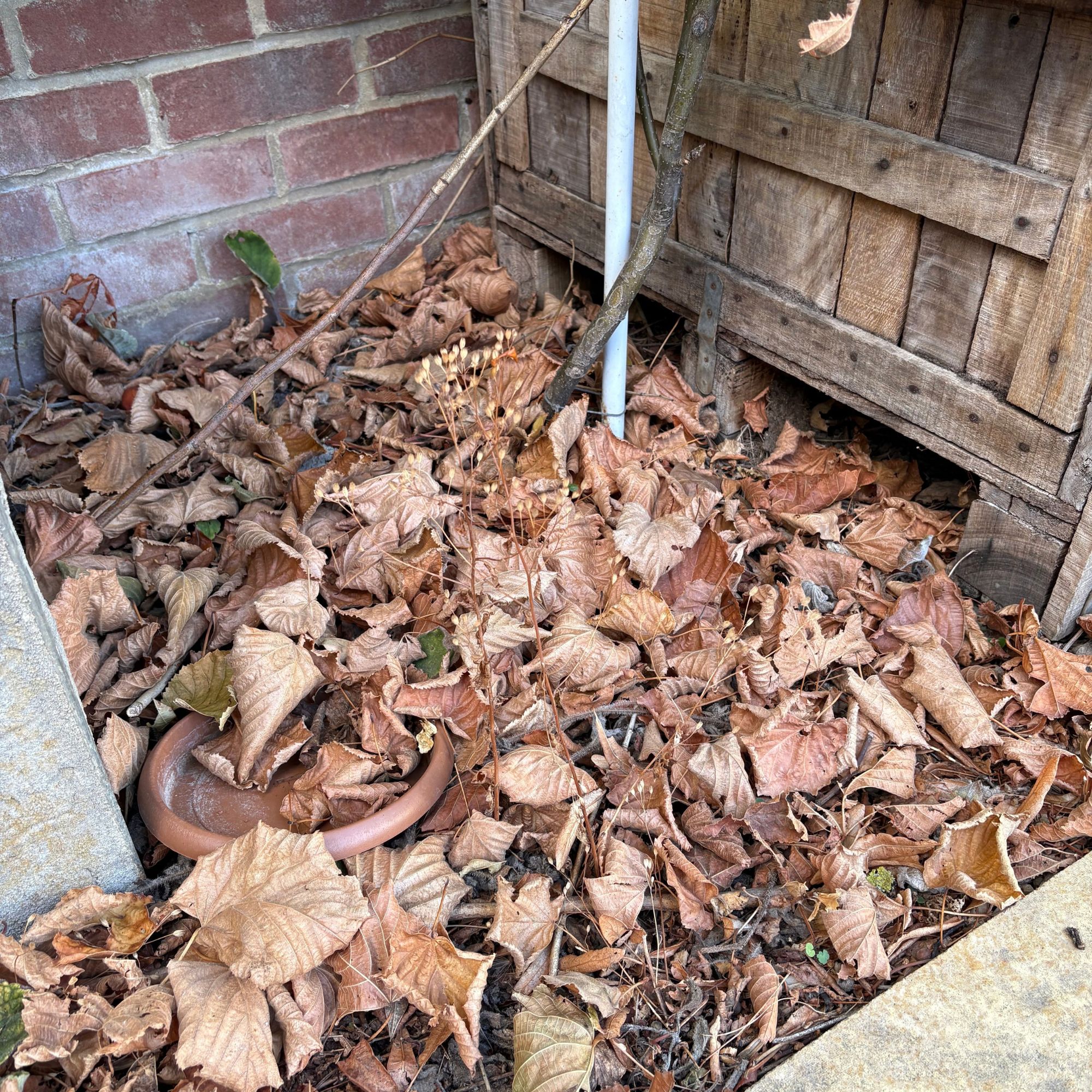 Fallen leaves in autumn garden border next to compost bin