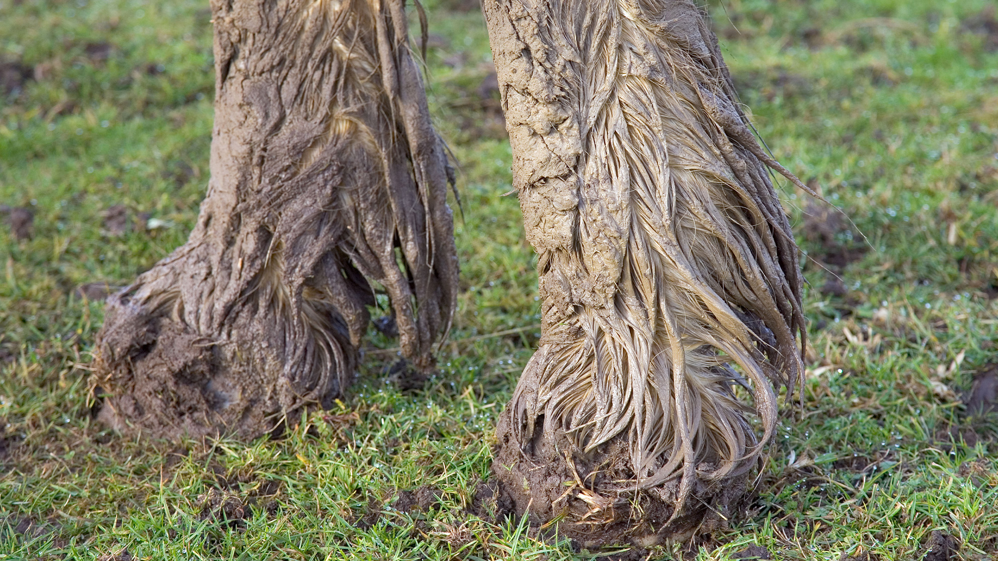 Close up of horse&amp;rsquo;s legs covered in mud