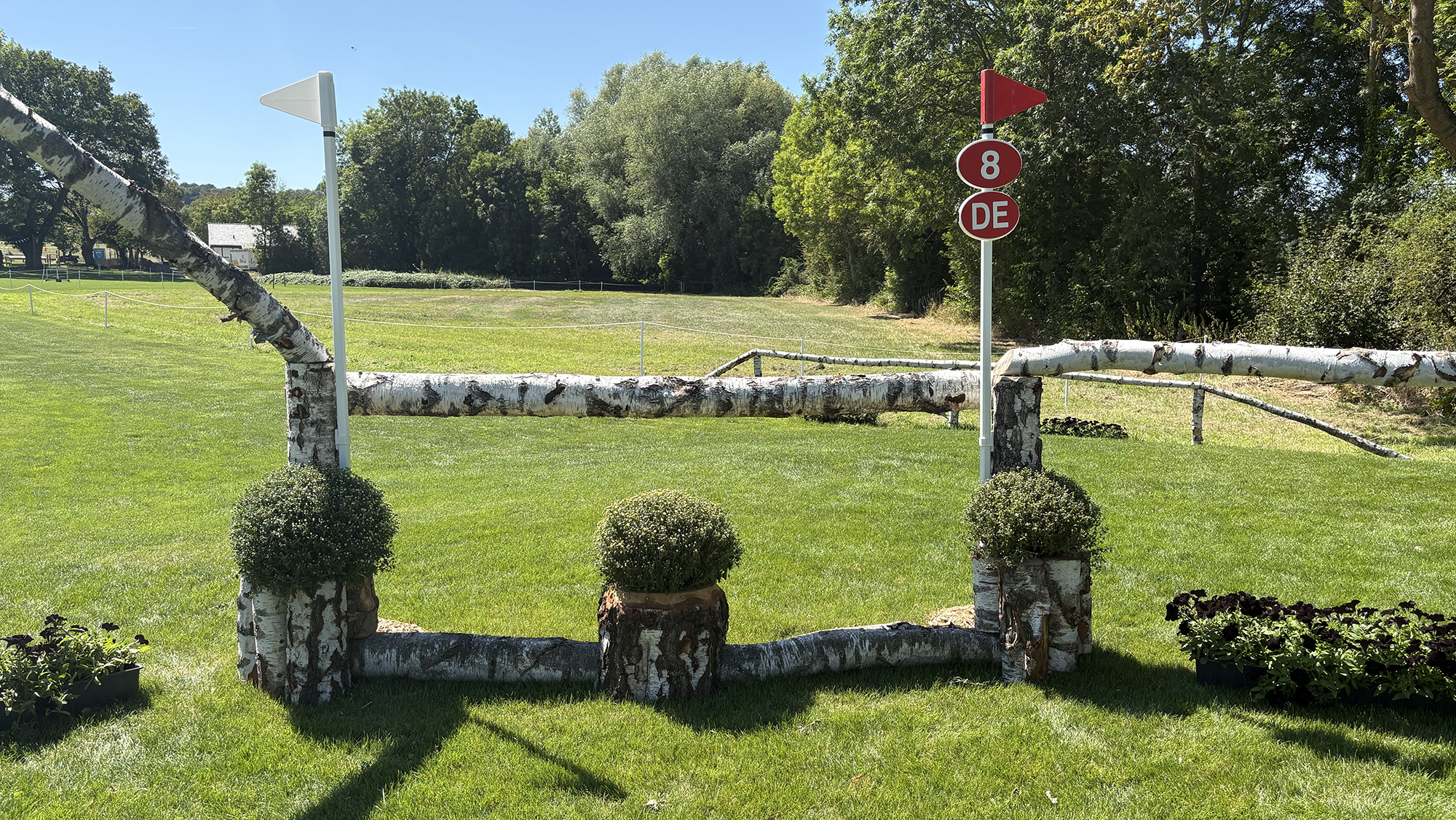 A silver birch rail on the eventing World Championships cross-country course