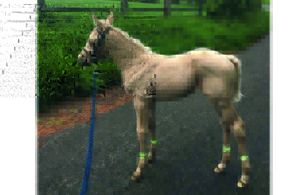“This was my filly at a month old wearing some hi-viz. We were out with her dam who was covered in hi-viz” — Tabz Reeves