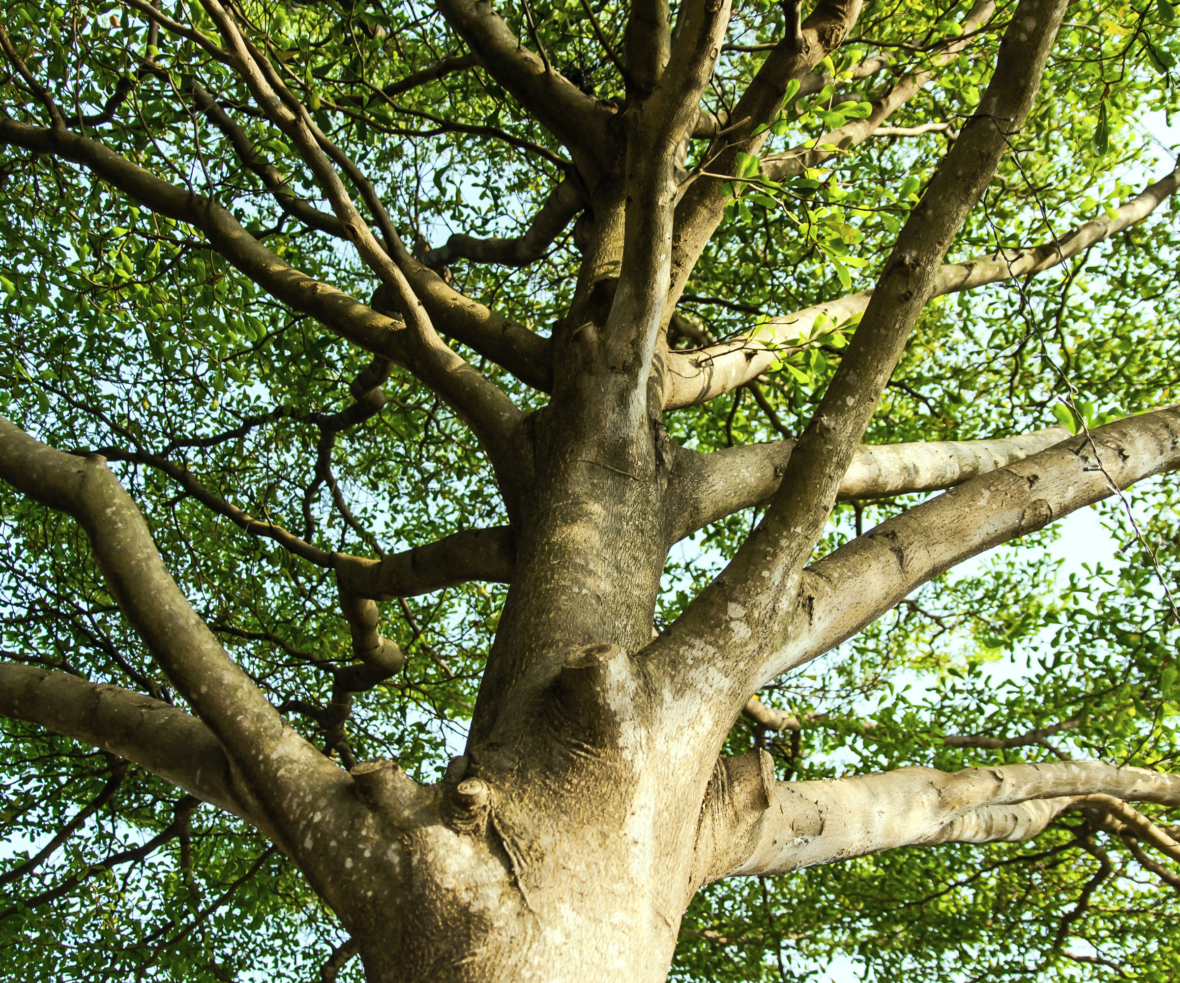 garden tree with green leaves