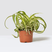 Curly Spider Plant 20-30cm: £9 at Patch Plants&nbsp;