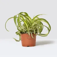 Curly Spider Plant 20-30cm: £9 at Patch Plants