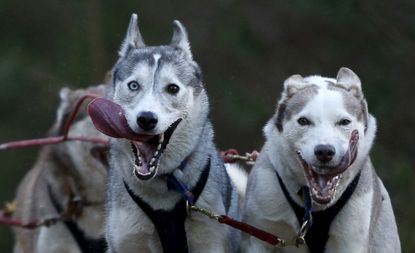 Dogs pull a musher in the 33rd Aviemore Sled Dog Rally in Aviemore, Scotland.