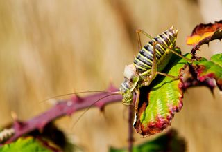 A photograph of a bug demonstrating the rule of thirds