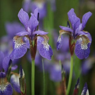 Purple iris flowers with green stems