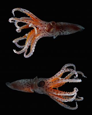 Another species of cockeyed squid (Stigmatoteuthis dofleini also has curiously different eyes that help it survive in the ocean's dim twilight zone.