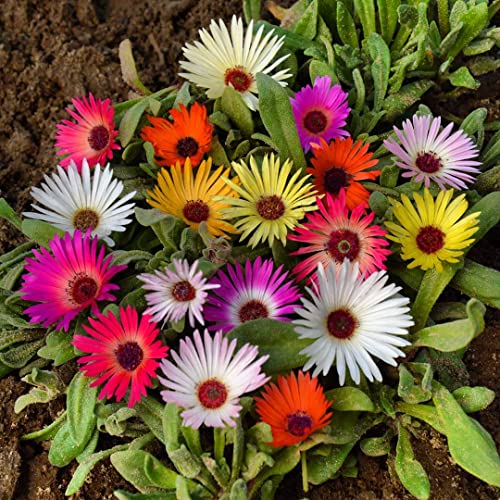 Dorotheanthus B. Mix Livingstone Daisy - 1800 Seeds + Plant Tag + Freebie - Cleretum Bellidiforme