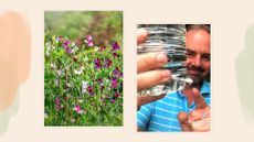 composite of sweet pea plants and screenshot of video showing DIY hack