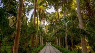 A tree-lined walkway through Aswan Botanical Garden