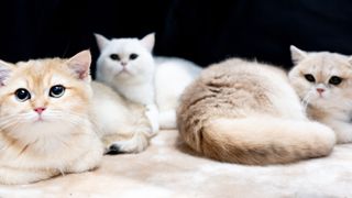 Popular cat breeds