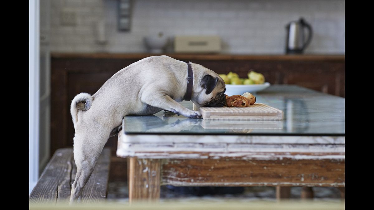 dog eating from kitchen counter