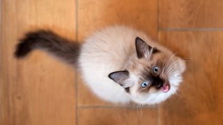 Ragdoll cat meowing