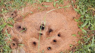Ant hills in yard