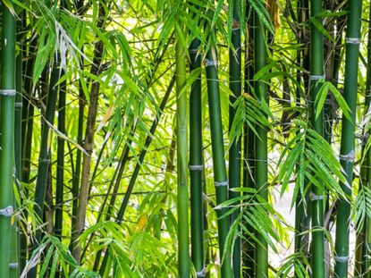 Bamboo With Spider Mites