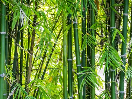 Bamboo With Spider Mites