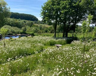 wildflower meadow leading to pond