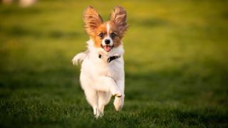 Playful dog breeds