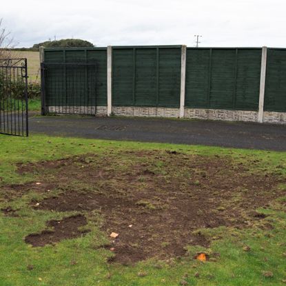Lawn damaged by chafer grubs and magpies