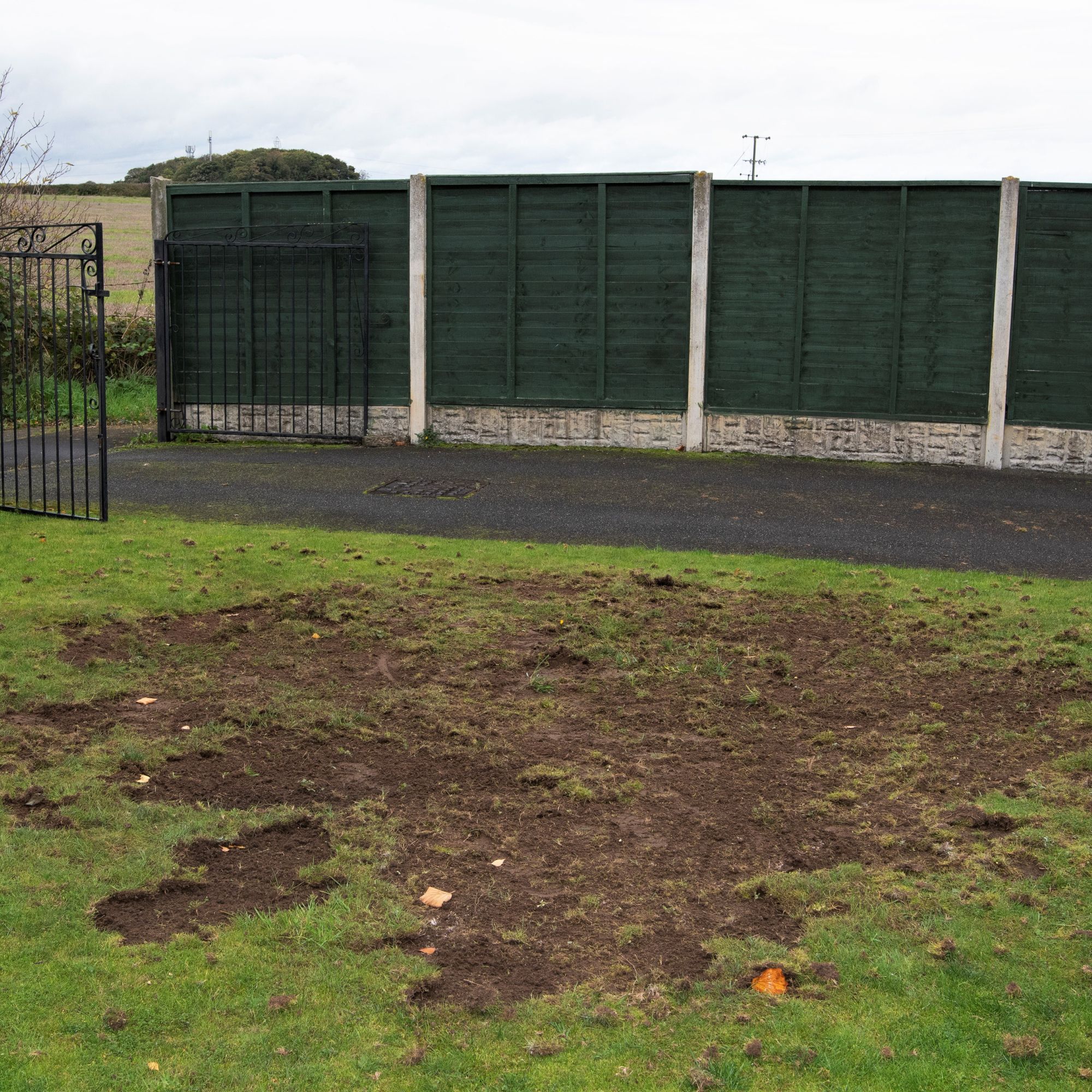 Lawn damaged by chafer grubs and magpies
