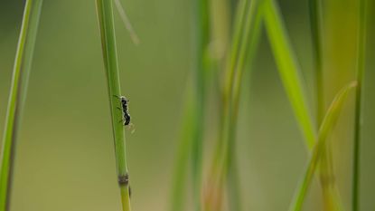 Ant climbing on a grass blade in a lawn