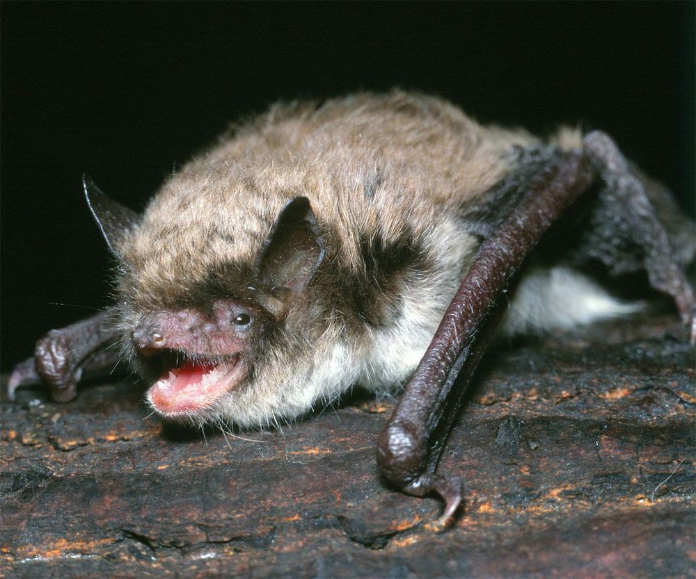 Photo of a Brandt&#039;s bat, one of smallest mammals with exceptional longevity.