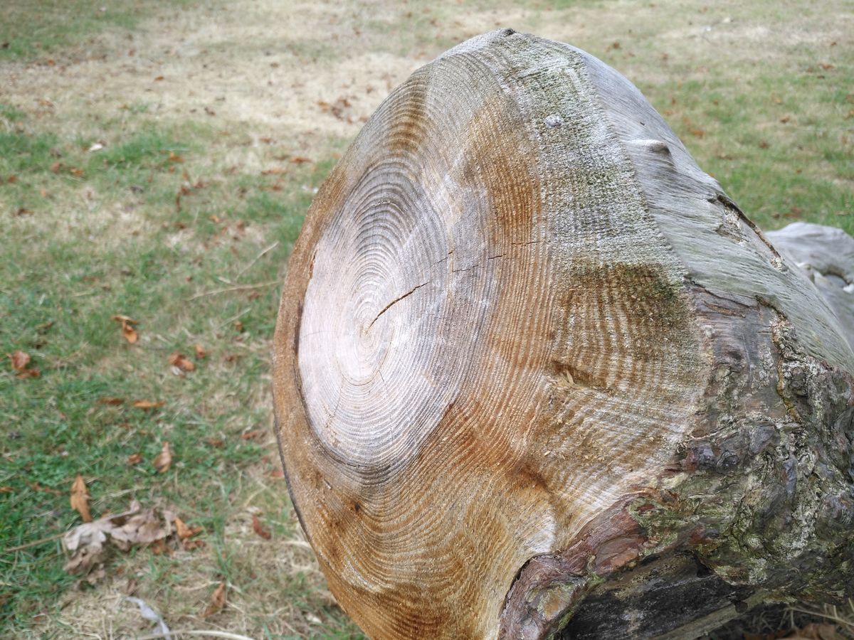 There's reasonable detail in the tree's rings, but the image feels a little overexposed