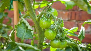 Indeterminate tomato plant with green fruits