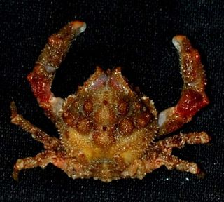 creepy crab from Philippines