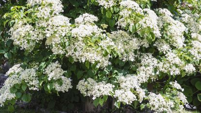 Climbing hydrangea with white flowers