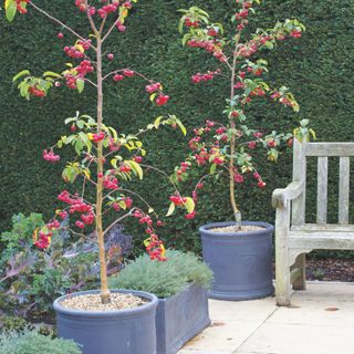 cherry plants in slate pots on patio with bench and lavender in pots